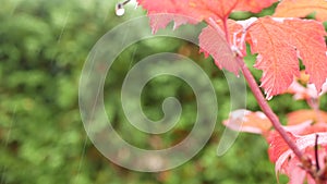 Rain drops, red autumn maple tree leaves. Water droplet, wet fall leaf in forest