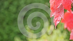 Rain drops, red autumn maple tree leaves. Water droplet, wet fall leaf in forest