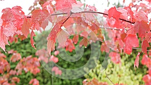 Rain drops, red autumn maple tree leaves. Water droplet, wet fall leaf in forest