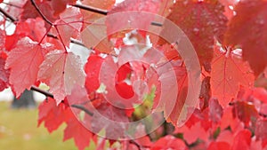 Rain drops, red autumn maple tree leaves. Water droplet, wet fall leaf in forest