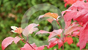 Rain drops, red autumn maple tree leaves. Water droplet, wet fall leaf in forest