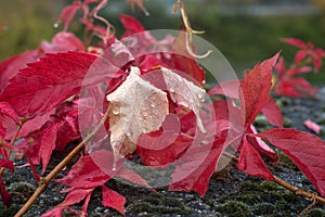 rain drops on red autumnal leaves on creeper vine on stoned wall