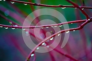 Rain Drops on Red Branches