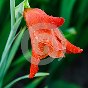 Rain drops on a red gladiolus flower closeup