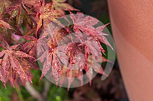 rain drops on red japanese maple leaves in a japanese