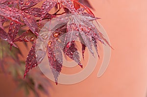 rain drops on red japanese maple leaves in a japanese