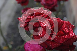 RAIN DROPS ON RED ROSES