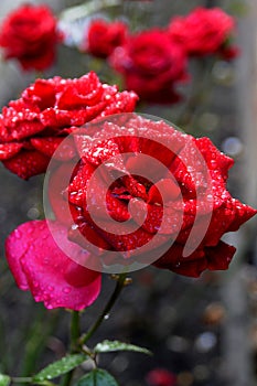 RAIN DROPS ON RED ROSES