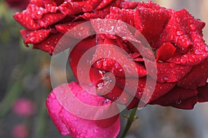 RAIN DROPS ON RED ROSES