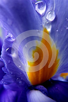 Rain drops on an Iris flower.