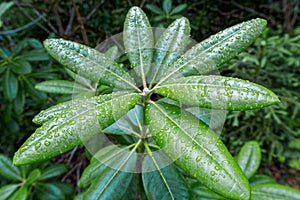 Rain drops on the rhododendron leaves.