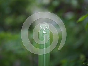 Rain drops on rice leaves.