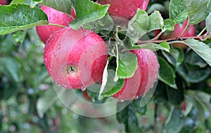 Rain drops on ripe apples in an orchard in autumn