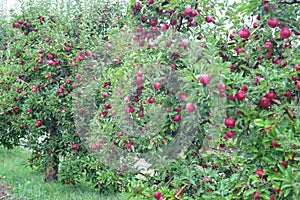 Rain drops on ripe apples in an orchard in autumn