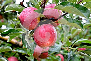 Rain drops on ripe apples in an orchard in autumn