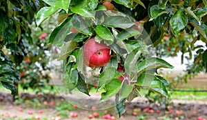 Rain drops on ripe apples in an orchard in autumn