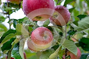 Rain drops on ripe apples in an orchard in autumn