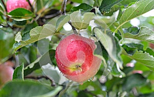 Rain drops on ripe apples in an orchard in autumn