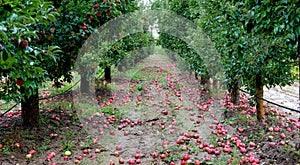 Rain drops on ripe apples in an orchard in autumn