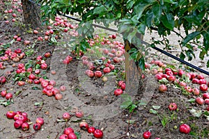 Rain drops on ripe apples in an orchard in autumn