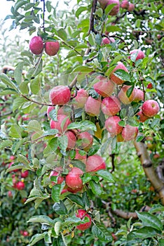 Rain drops on ripe apples in an orchard in autumn