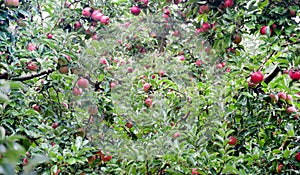 Rain drops on ripe apples in an orchard in autumn