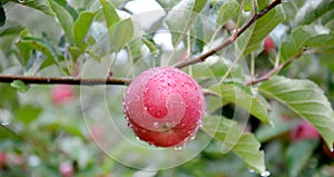 Rain drops on ripe apples in an orchard in autumn