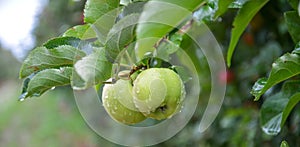 Rain drops on ripe apples in an orchard in autumn