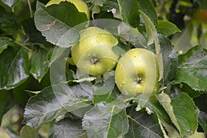 Rain drops on ripe apples in an orchard in autumn