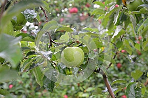 Rain drops on ripe apples in an orchard in autumn