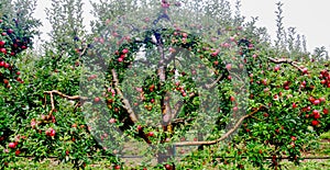 Rain drops on ripe apples in an orchard in autumn