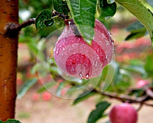 Rain drops on ripe apples in an orchard in autumn