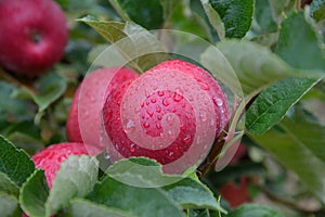 Rain drops on ripe apples in an orchard in autumn