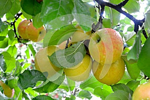 Rain drops on ripe apples in an orchard in autumn