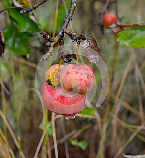 Rain drops on ripe apples in an orchard in autumn