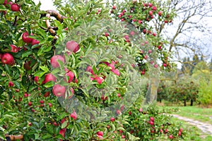 Rain drops on ripe apples in an orchard in autumn