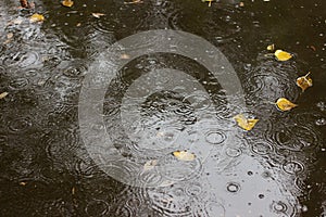 Rain drops rippling in a puddle