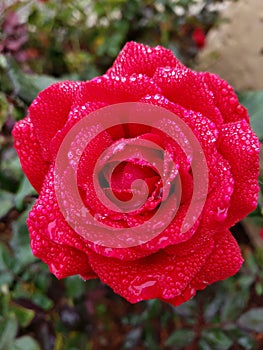 Rain drops on a rose