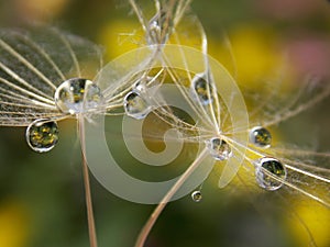 rain drops on the seed of a plant