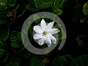 Rain Drops on The Single Gardenia Flower Blooming