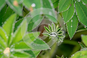 Rain drops sit on the leaves of a lupin plant, forming Lupin Diamonds