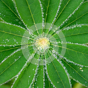 Rain drops sit on the leaves of a lupin plant, forming Lupin Diamonds