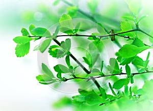 Rain drops on spring leaves