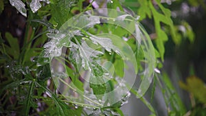 Rain drops on top of leaf