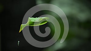 Rain drops on top of leaf