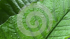 Rain drops on top of leaf