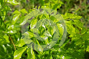 Rain drops on the top of the leaves in the rainy season