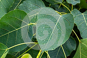 Rain drops on the top of the leaves in the rainy season