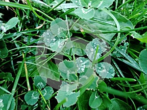Trifolium repens, the white clover (also known as Dutch clover, Ladino clover, or Ladino) Plant growing  in the ground photo