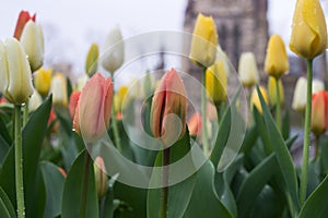 rain drops on tulips in a public garden
